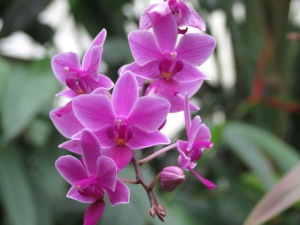 And there are always Orchids in full bloom in the Tropical Greenhouse